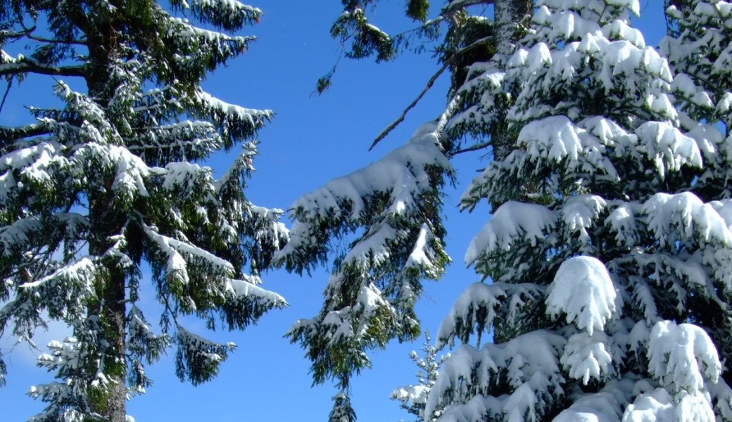 Randonnée Hivernale dans les Vosges