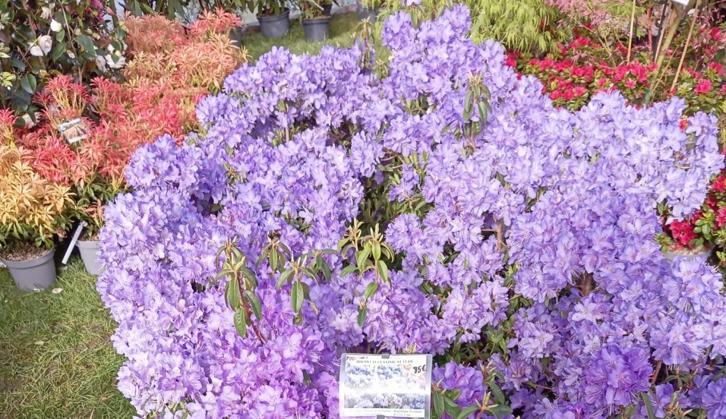 Randonnée la forêt et le parc de Marly /le village des impressionnistes+ateliers
