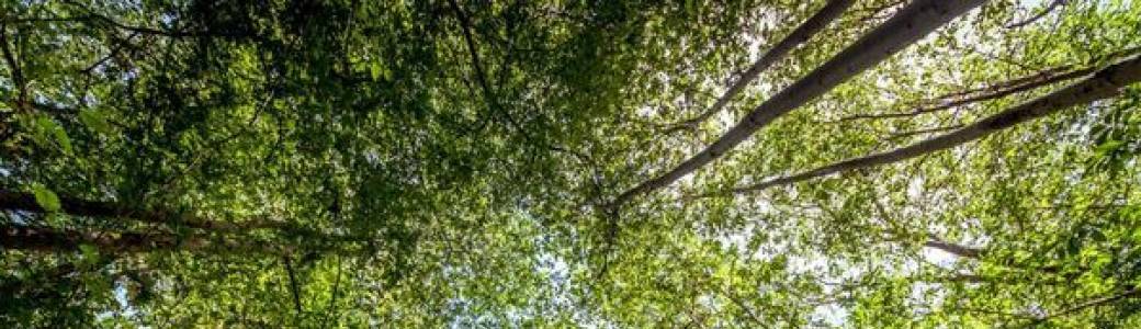 Randonnée : la Traversée de la Forêt de Montmorency