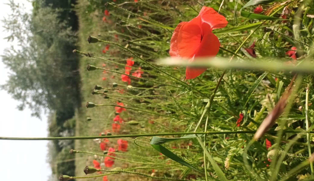 Randonnée la Vallée de la Bièvre (forêt, étangs, campagne...)