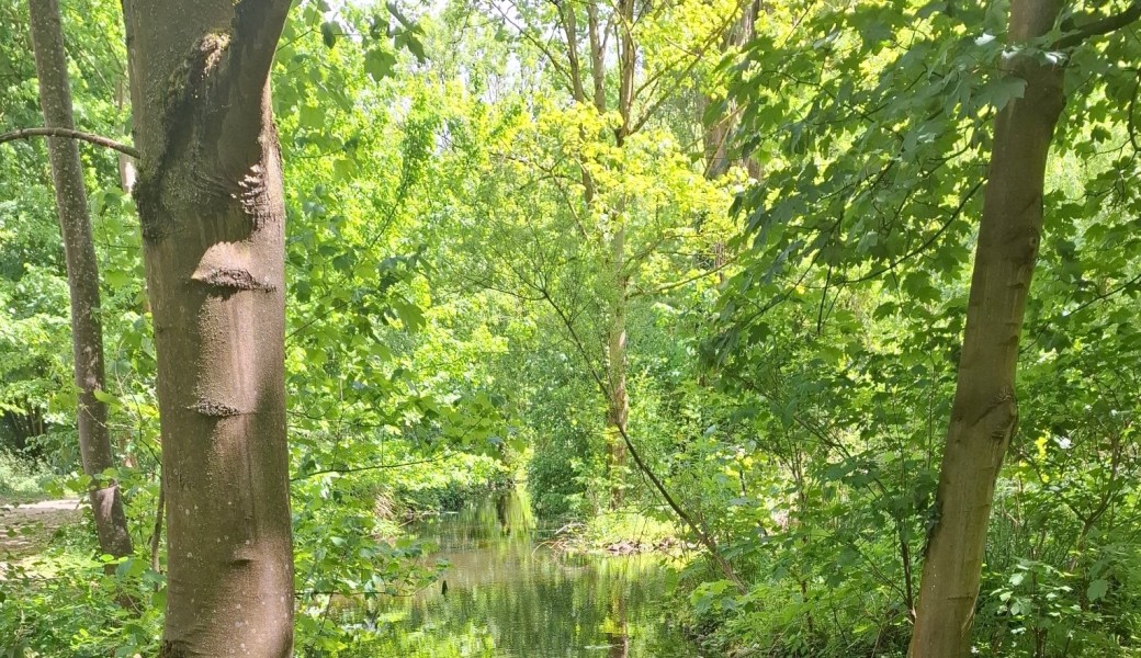 Randonnée : Le Tour de la forêt de Bois d'Arcy