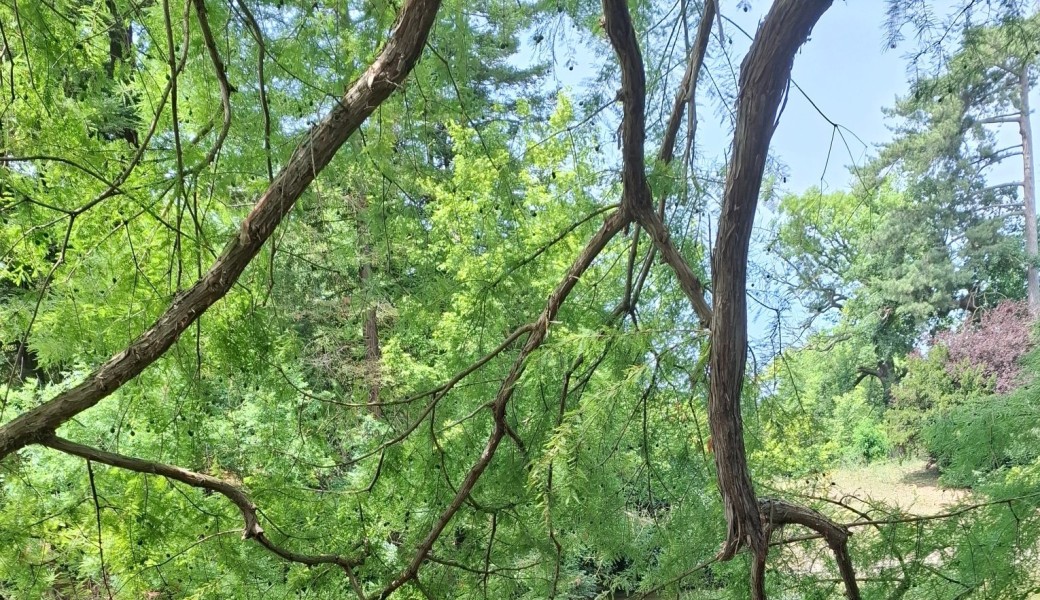 Randonnée Nature : Bois de Vincennes / Bords de Marne