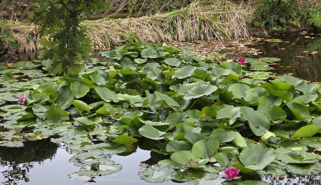 Randonnée Nature : Bois de Vincennes / Bords de Marne