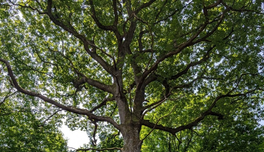 Randonnée Nature : Château de Plaisir / Bois de la Cranne + fête du miel