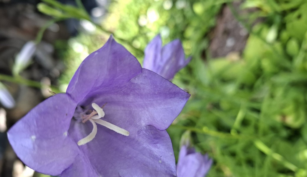 Randonnée nature : "De la Vallée de Gally à la Forêt de Marly" (NEW)