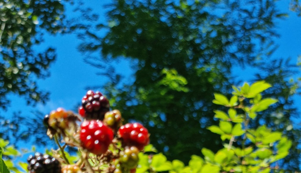 Randonnée nature : la Boucle d'Auteuil (bois, lacs, serres, jardins...)
