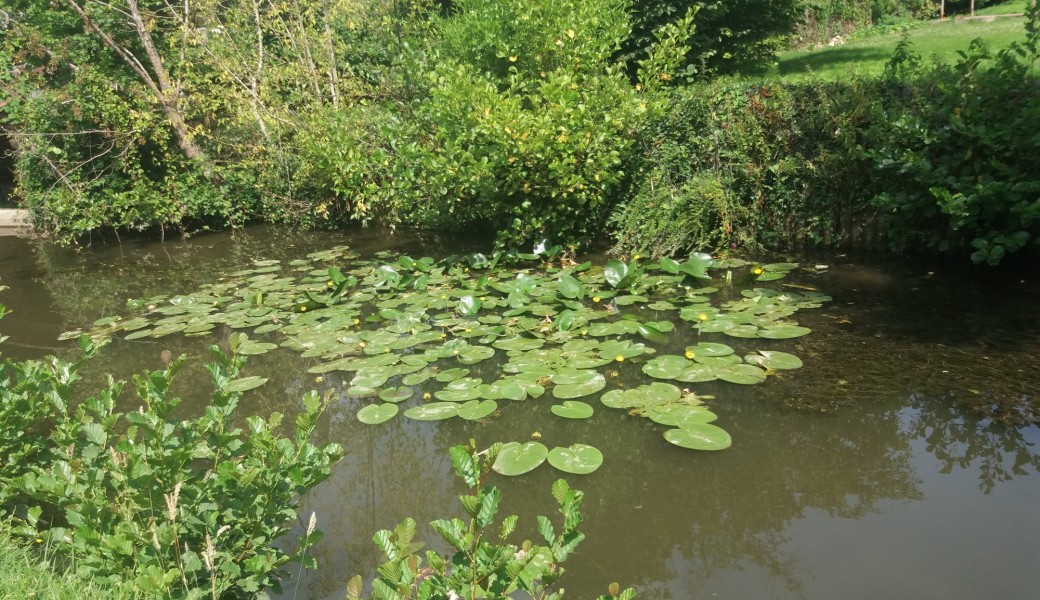 Randonnée nature : "le Tour du Parc de Bagatelle"