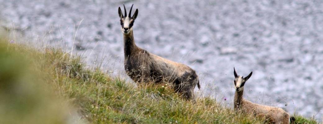 Randonnée Journée avec les chamois