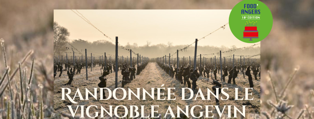 Randonnée Viticole - Food'Angers - Gouttes de Loire