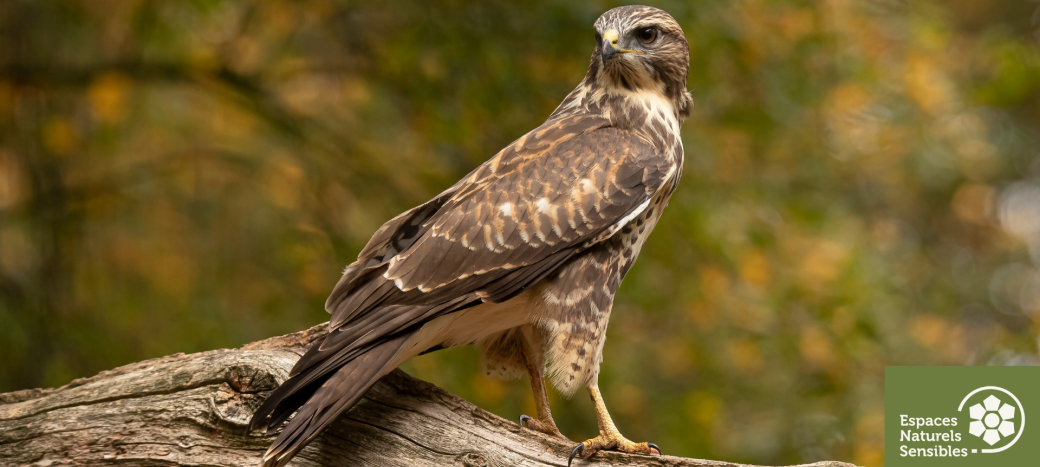Rapaces diurnes