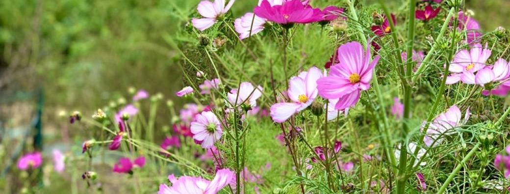 RDVJ Atelier "Réalisez votre bouquet" dans une ferme en florale