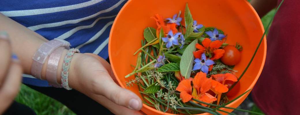 Recette salée aux plantes sauvages
