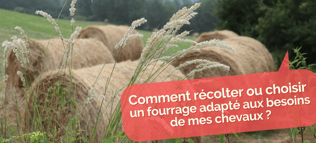 Récolter ou choisir un foin de qualité