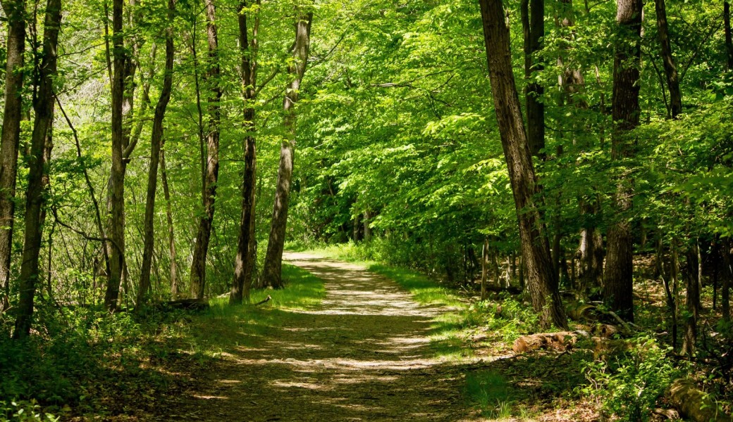 Reconnexion en forêt