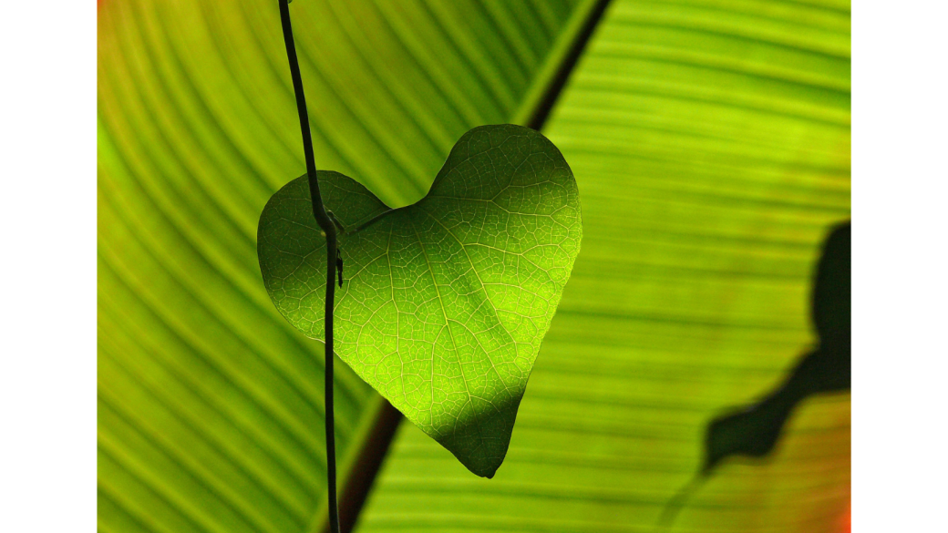  BONS CADEAUX: Réflexologie plantaire, iridologie, Naturopathie