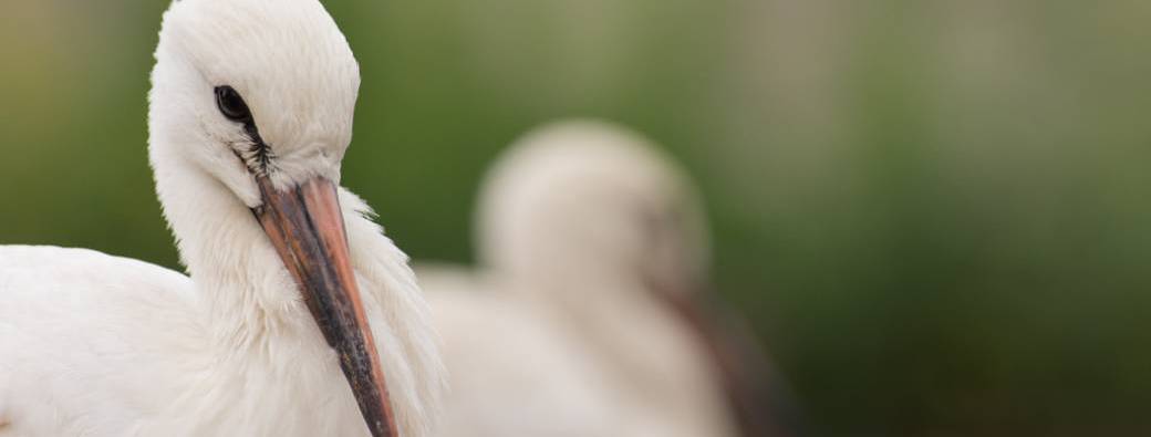 Rencontre avec la cigogne d'Alsace