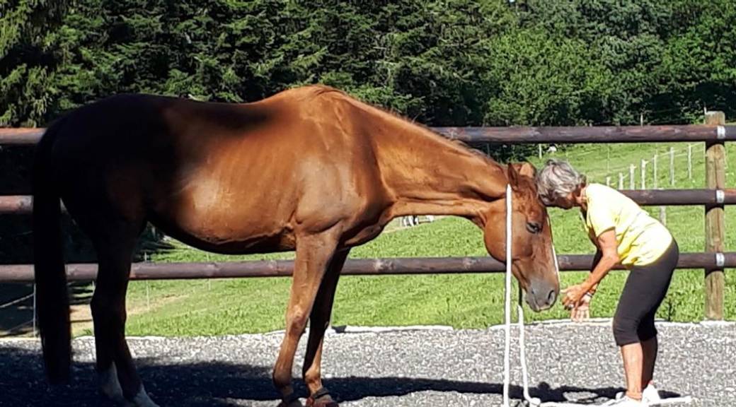 Rencontre avec les chevaux