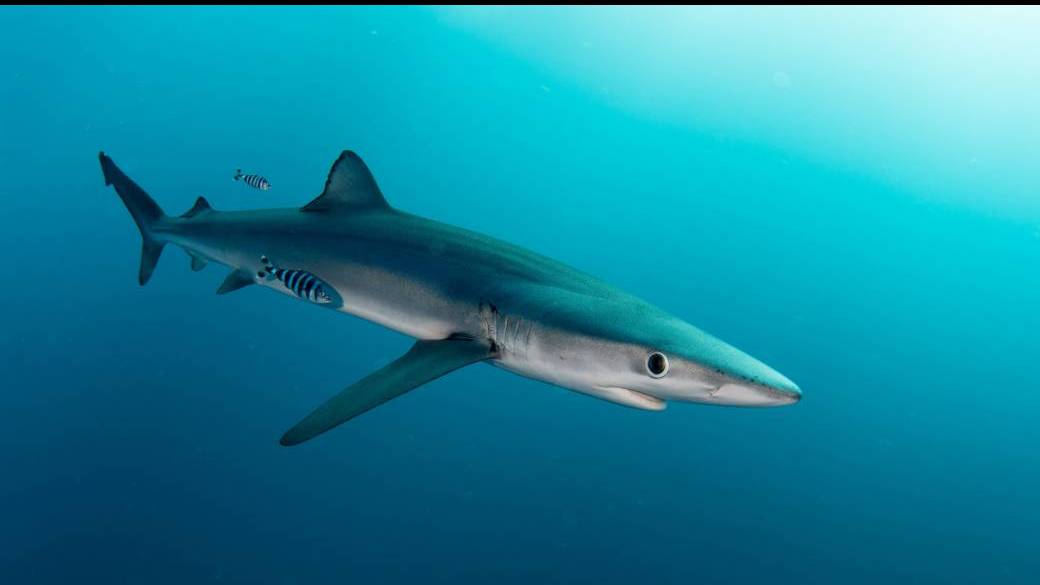 Rencontre avec les raies, requins et chimères de nos côtes