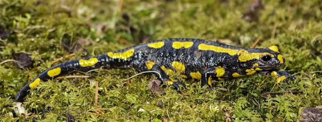 Rencontre avec les salamandres en famille
