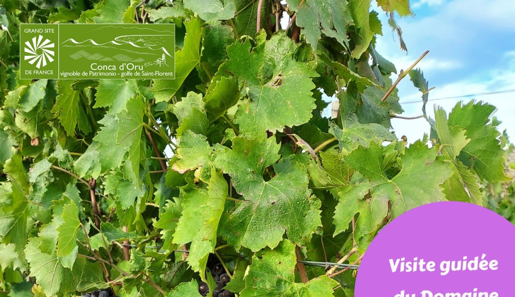 Rencontre Viticole : Domaine Perquis 