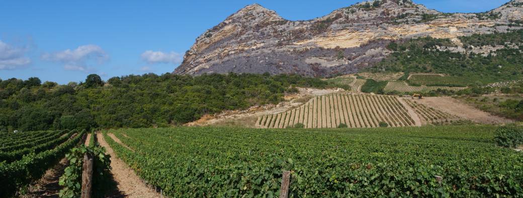 RENCONTRE VITICOLE : Visite du Clos Marfisi 