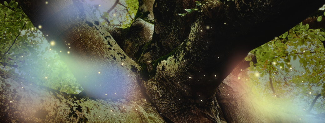 À la rencontre d'Arbres Séculaires