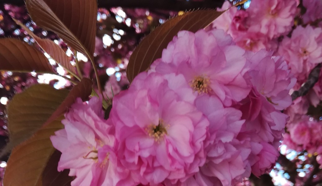 Rendez-vous avec les vieilles pierres et arbres remarquables du 5e