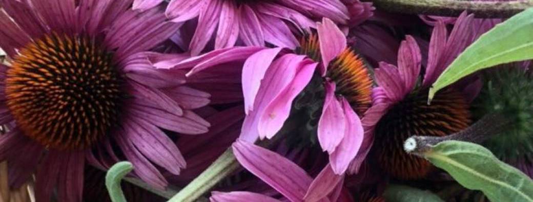 Renforcer son immunité avec les teintures alcooliques de plantes