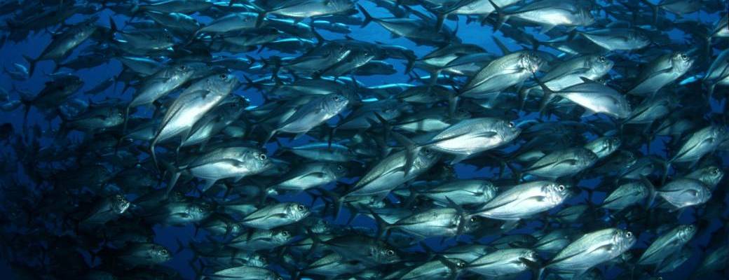 Réservation Plongée Débutants/Réadaptation - Snorkeling