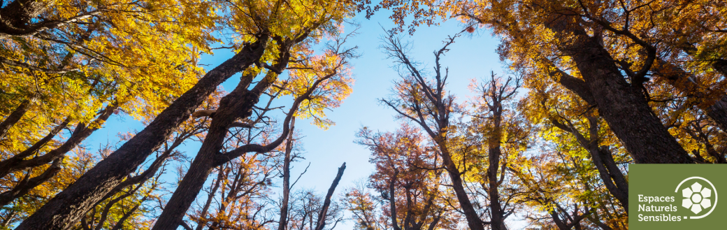 Respiration en forêt
