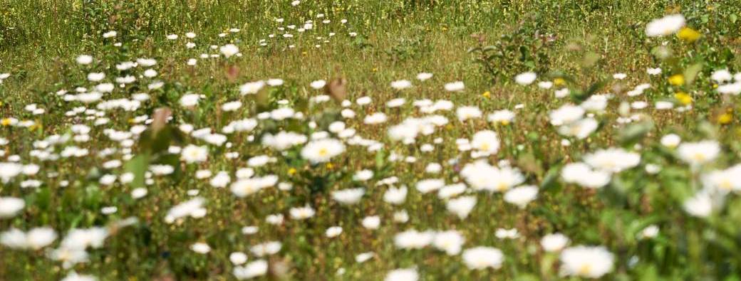 Retraite hypnotique et créative - Printemps "FORCE INTERIEURE"