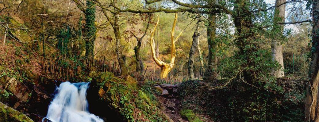 Retraite Yoga et Randonée en Brocéliande