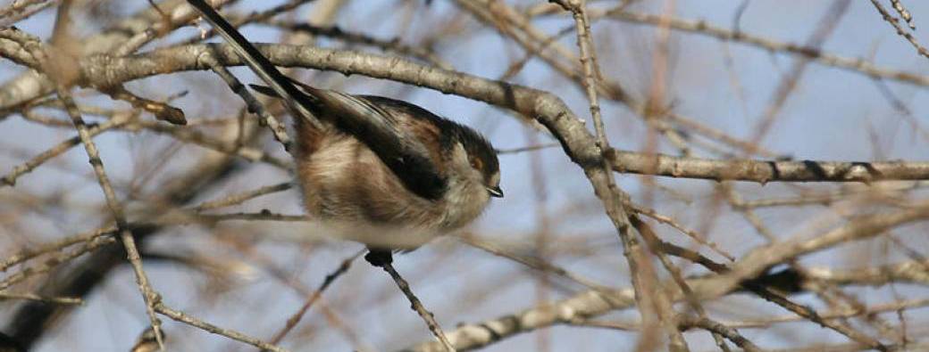 Réveil des oiseaux de la réserve