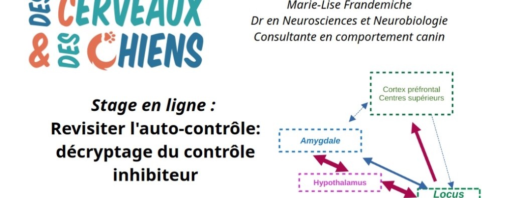 Revisiter l'auto-contrôle: décryptage du contrôle inhibiteur