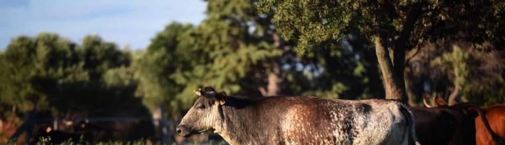 Romeria des Alpilles