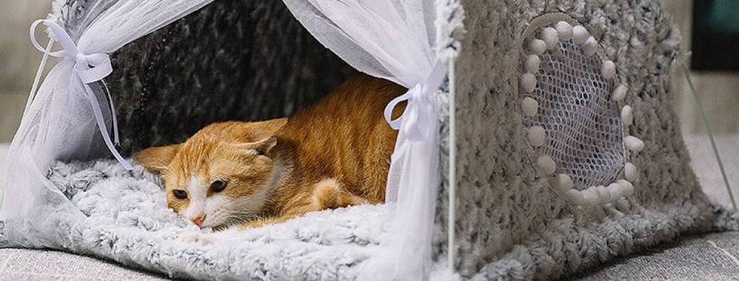 Rufbud Australia- Your Must-have Pet Supplies Online Shop