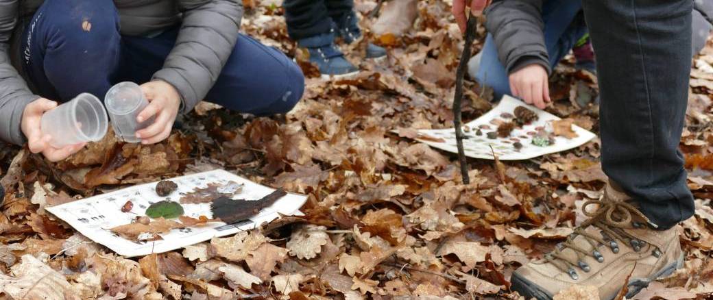 Rusé comme un renard / Atelier plein air