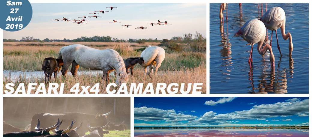 Safari 4x4 Camargue - Erasmus & International