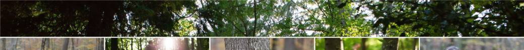 Saint Riquier - Symbiose au bois de la Source
