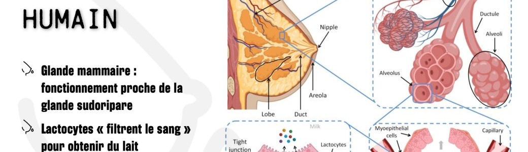 S05E03 | La lactation un phénomène robuste