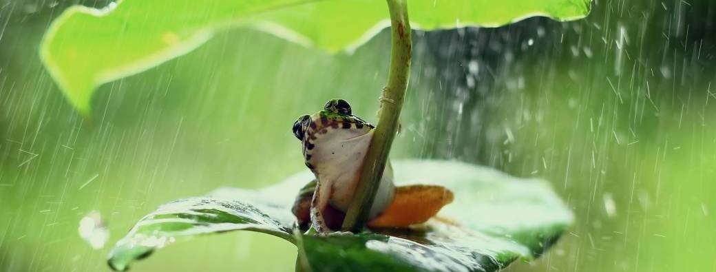 SAISON MERVEILLEUSE | Le grand voyage des amphibiens