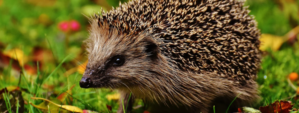 Sauve piqueux !  (4-7ans)