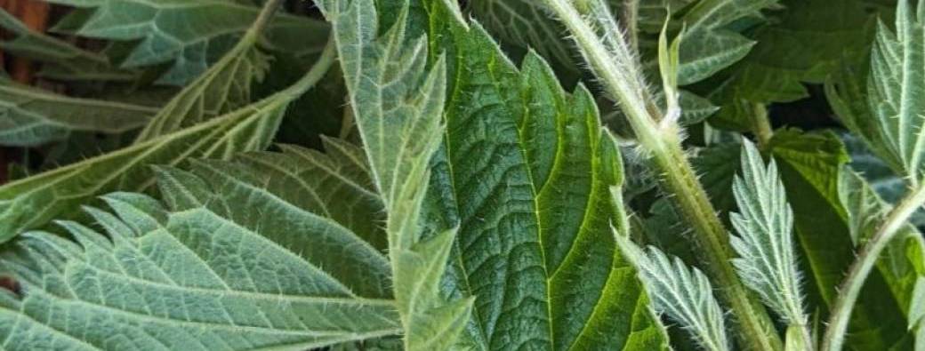 Se rebooster avec l'ortie