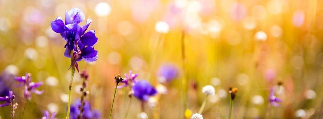 Séance de Hatha Yoga en visio, sur Zoom Séance de Hatha Yoga en visio, sur Zoom