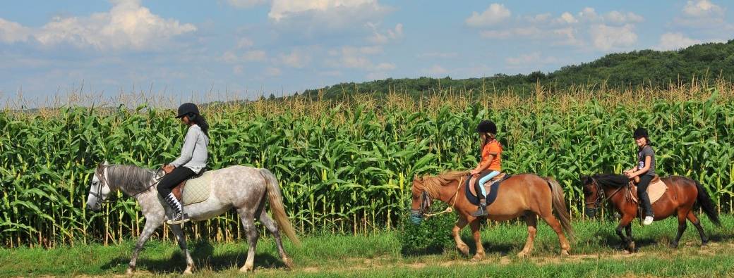 Séance découverte de l'équitation