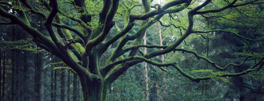 Séance individuelle vibratoire de guérison  au tambour  Séance individuelle vibratoire de guérison  au tambour