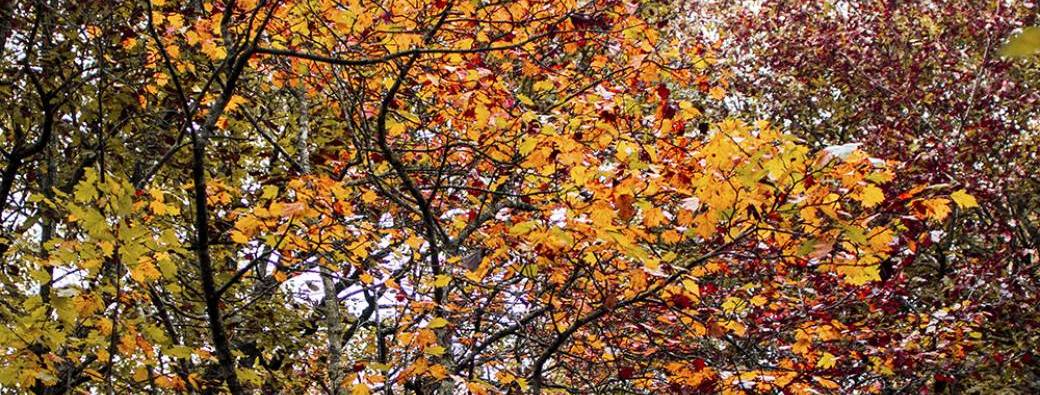 Séance photo automne spéciale sans obligation d'achat