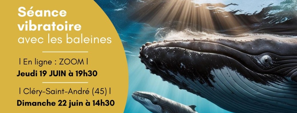 Séance vibratoire avec les baleines