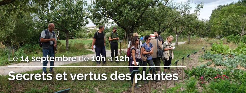 Secrets et vertus des plantes