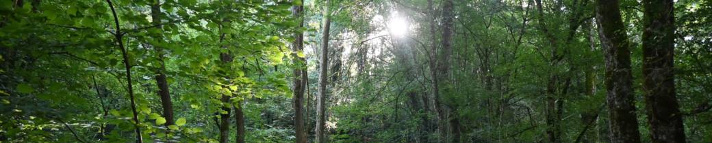 Séjour d'immersion en forêt - adultes
